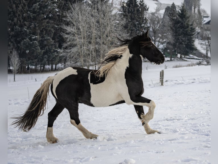 Baroque Pinto Gelding 5 years 16 hh Pinto in Bad Laasphe