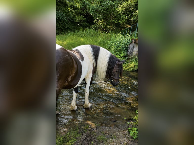 Baroque Pinto Gelding 5 years 16 hh Pinto in Bad Laasphe