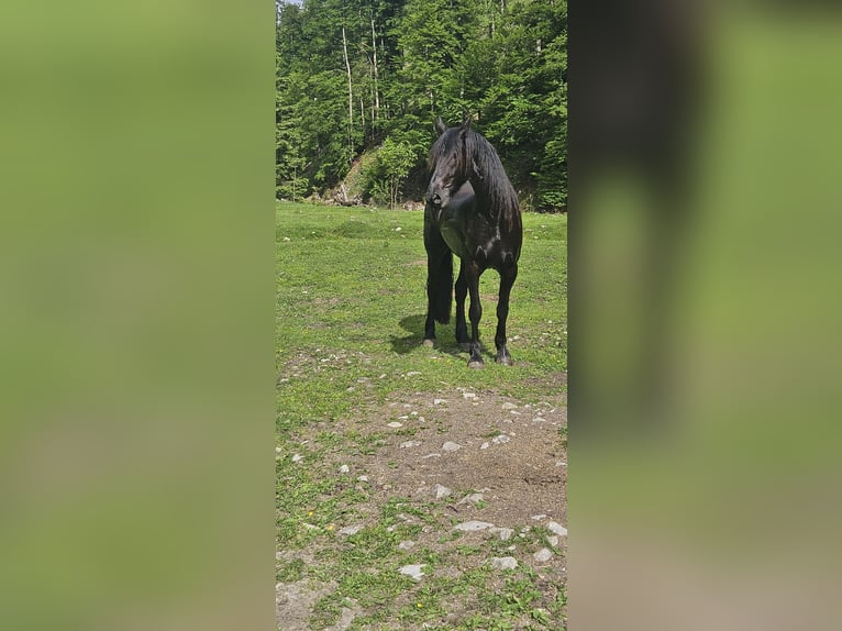 Baroque Pinto Gelding 5 years 16,2 hh Black in Sankt Gilgen