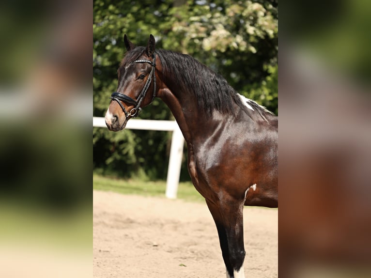 Baroque Pinto Gelding 5 years in Britswert