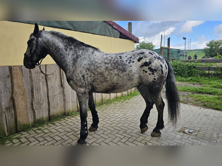 Baroque Pinto Gelding 6 years 15.2 hh Leopard-Piebald in Bad Camberg