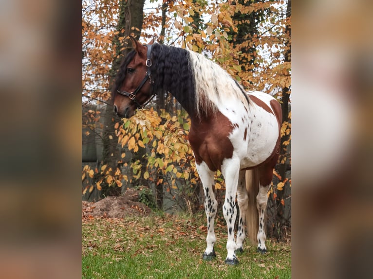 Baroque Pinto Gelding 6 years 15,3 hh Pinto in Saarlouis