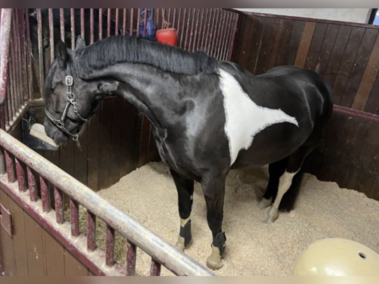 Baroque Pinto Gelding 6 years 16,1 hh Pinto in Heiligerlee