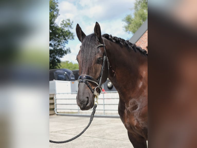 Baroque Pinto Gelding 6 years 16,1 hh Pinto in Heiligerlee