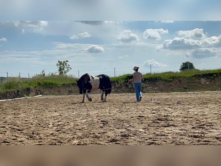 Baroque Pinto Mix Gelding 6 years 16 hh Overo-all-colors in Gänserndorf