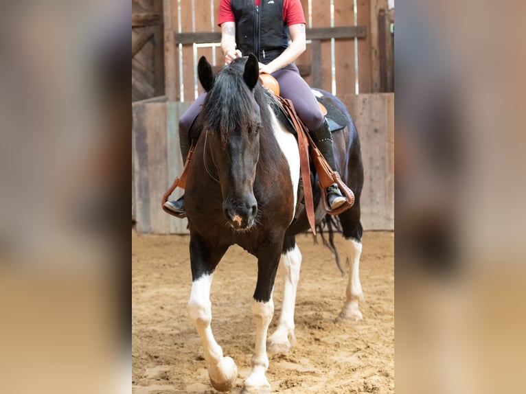 Baroque Pinto Gelding 6 years 16 hh Pinto in Borken