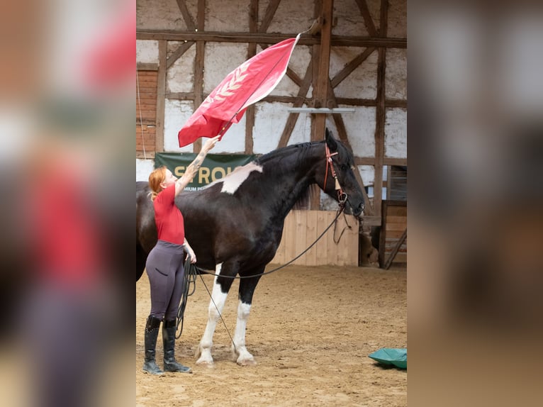 Baroque Pinto Gelding 6 years 16 hh Pinto in Borken