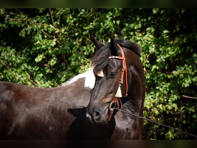 Baroque Pinto Gelding 6 years 16 hh Pinto in Borken