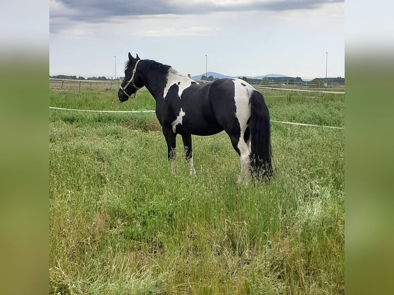 Baroque Pinto Mix Gelding 7 years 14,2 hh Pinto in Mannheim