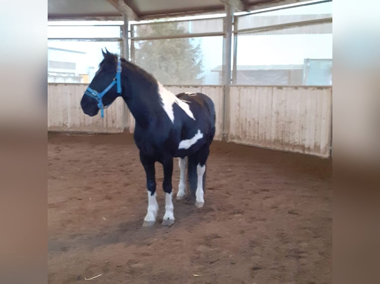 Baroque Pinto Mix Gelding 7 years 14,2 hh Pinto in Mannheim