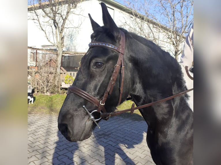 Baroque Pinto Mix Gelding 7 years 14,2 hh Pinto in Mannheim