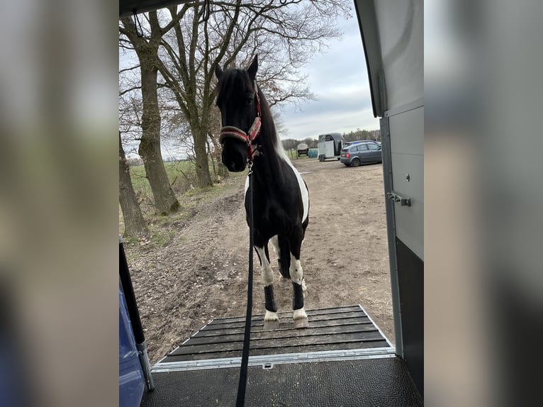 Baroque Pinto Gelding 7 years 16,1 hh Pinto in Munster