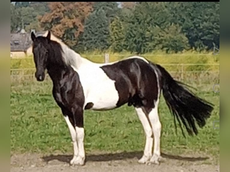 Baroque Pinto Gelding 7 years 16,1 hh Pinto in Munster