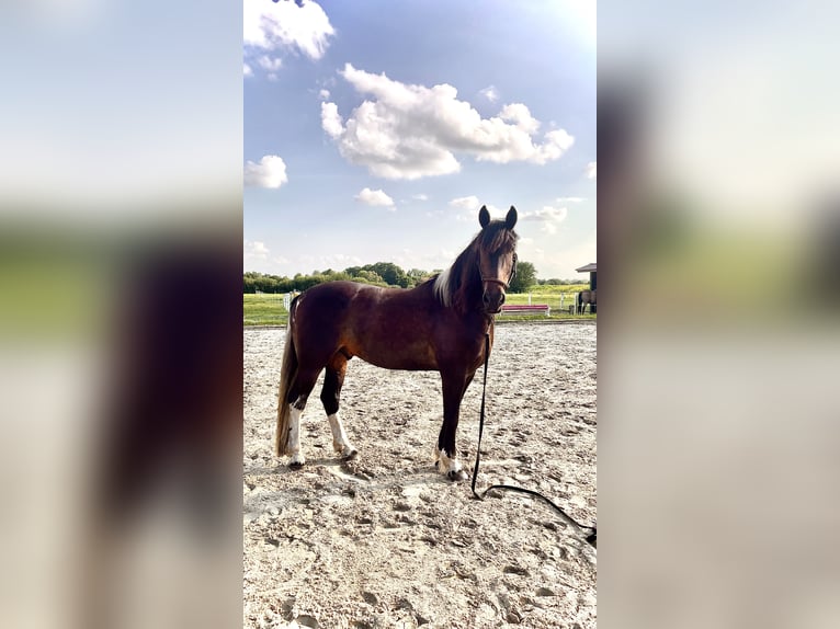 Baroque Pinto Gelding 7 years 16,2 hh Pinto in Diepholz