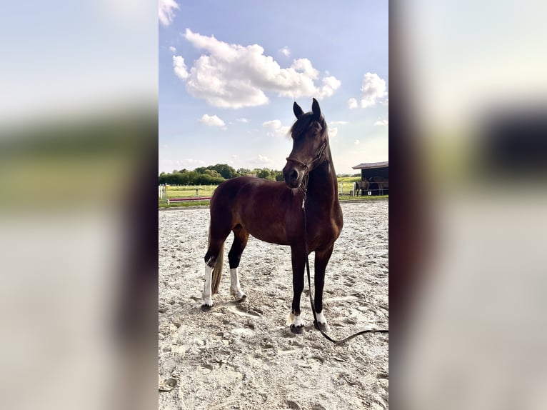 Baroque Pinto Gelding 7 years 16,2 hh Pinto in Diepholz