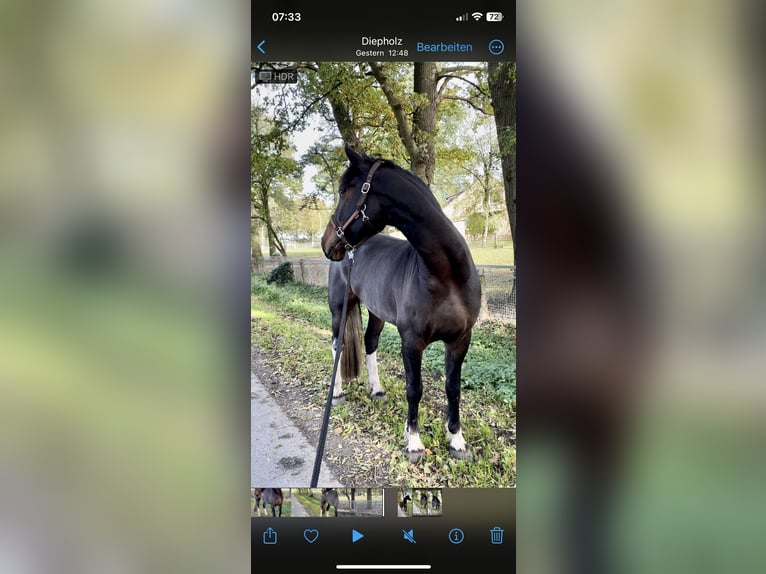 Baroque Pinto Gelding 7 years 16,2 hh Pinto in Diepholz