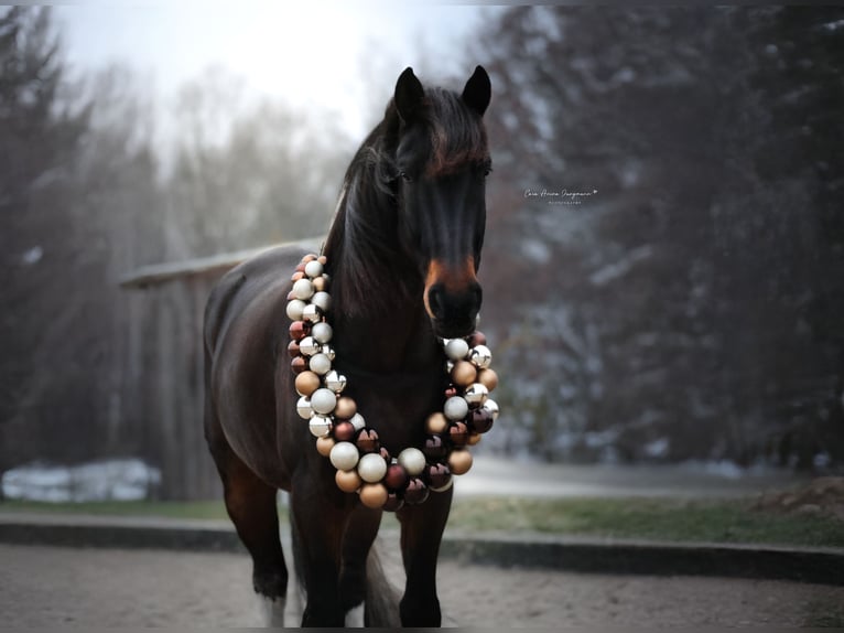 Baroque Pinto Gelding 7 years 16,2 hh Pinto in Diepholz
