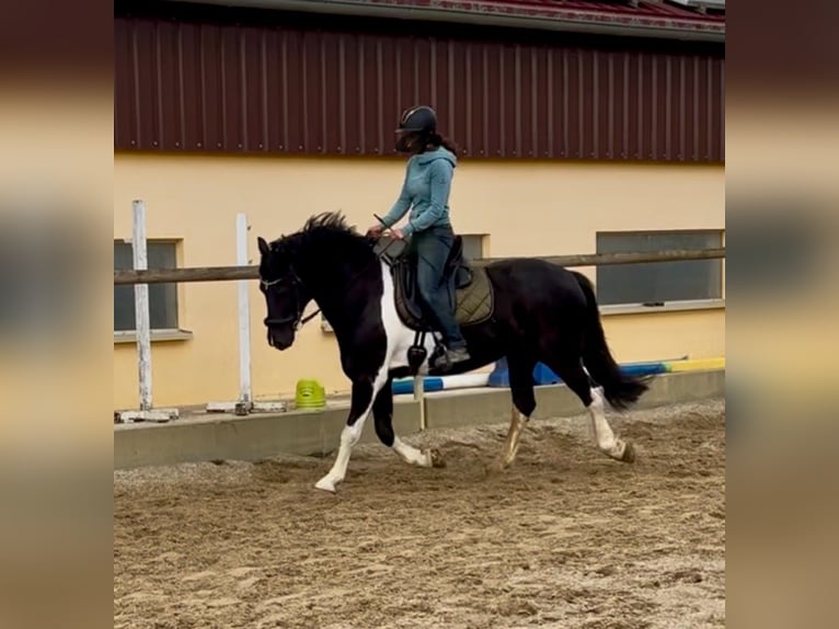 Baroque Pinto Gelding 8 years 15 hh Pinto in Bernhardswald