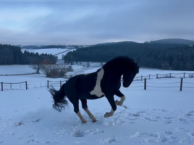 Baroque Pinto Gelding 8 years 15 hh Pinto in Bernhardswald