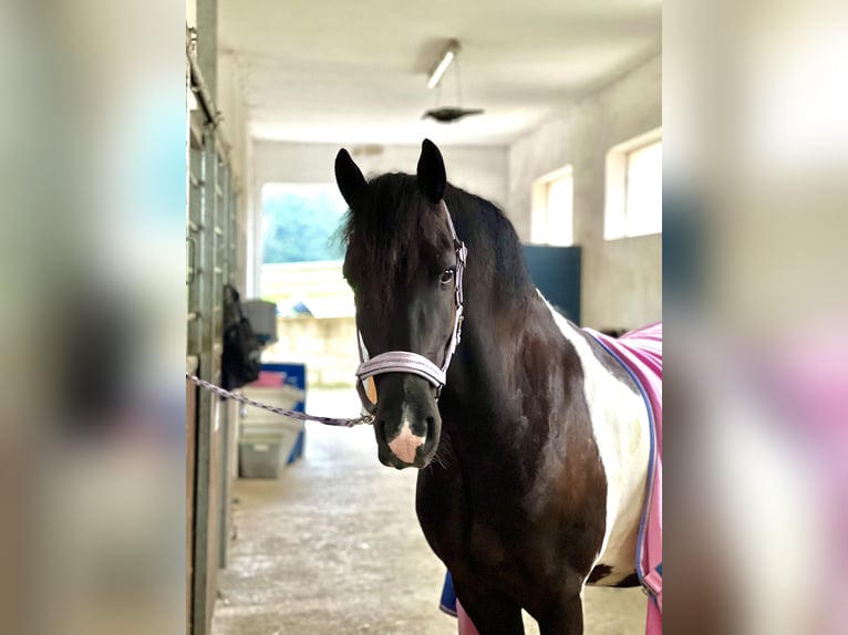 Baroque Pinto Gelding 8 years 15 hh Pinto in Bernhardswald