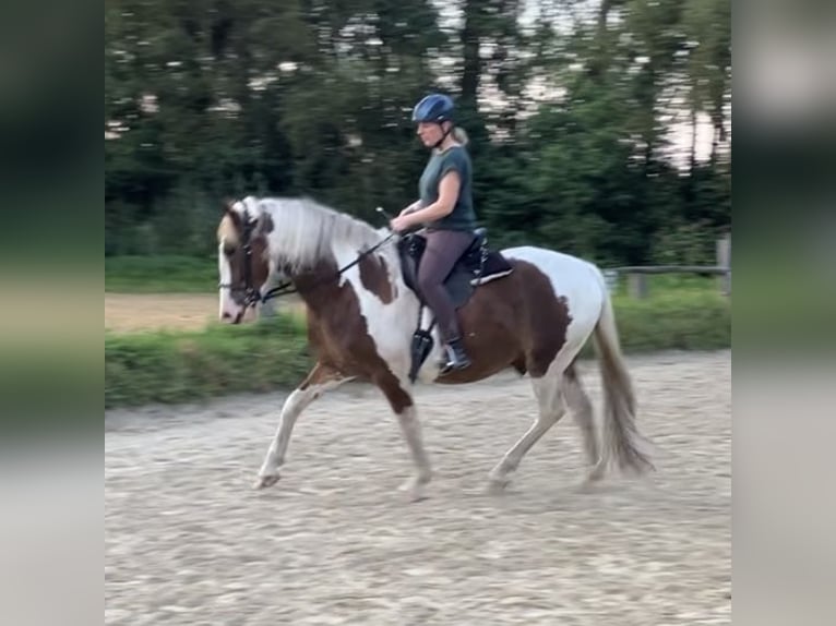Baroque Pinto Mix Gelding 8 years 16 hh Pinto in Grasberg