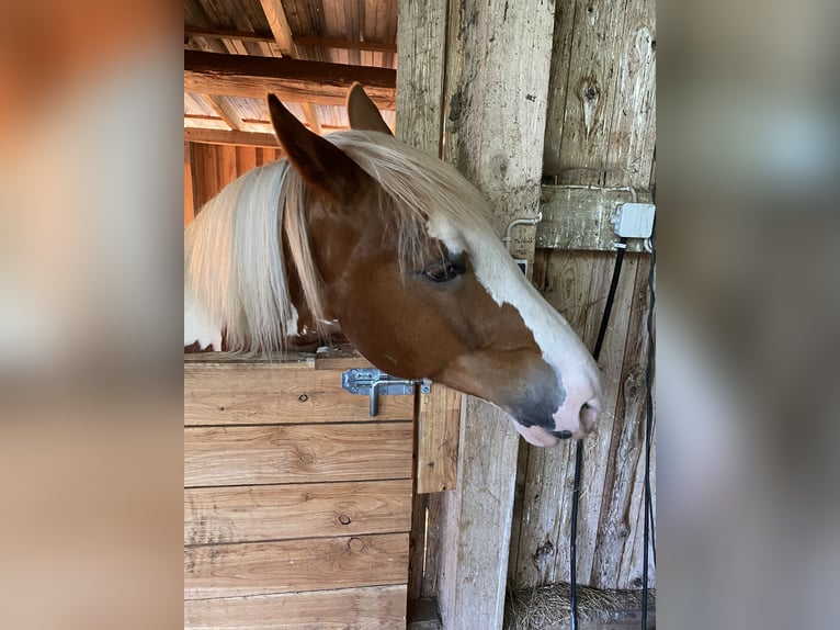 Baroque Pinto Mix Gelding 8 years 16 hh Pinto in Grasberg