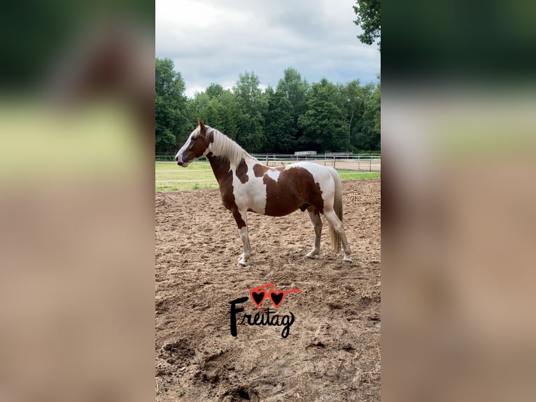 Baroque Pinto Mix Gelding 8 years 16 hh Pinto in Grasberg