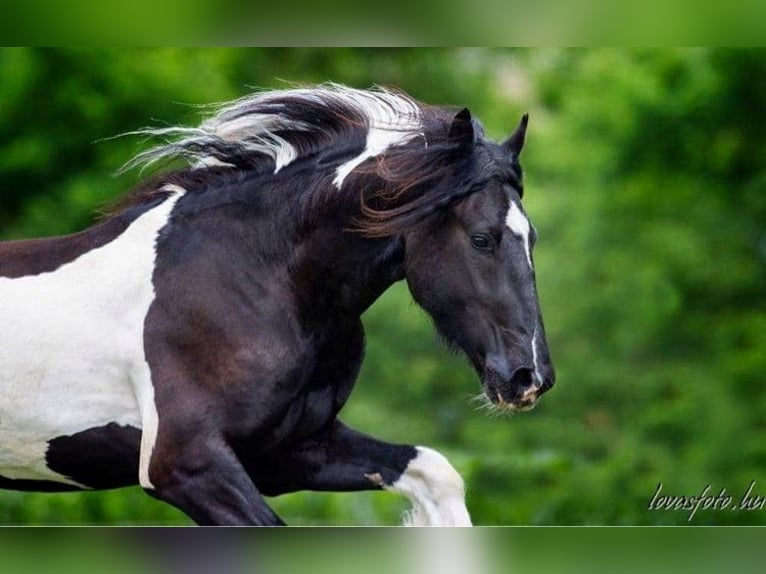 Baroque Pinto Gelding 8 years 16 hh Pinto in Bexbach