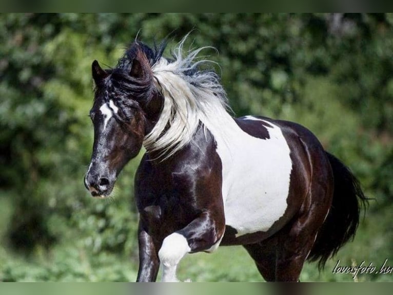 Baroque Pinto Gelding 8 years 16 hh Pinto in Bexbach