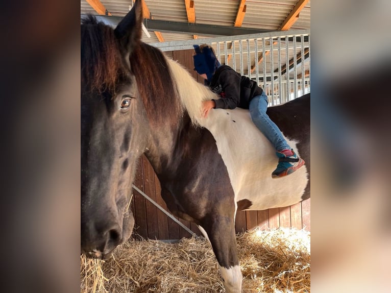 Baroque Pinto Gelding 8 years 16,1 hh Pinto in Munster