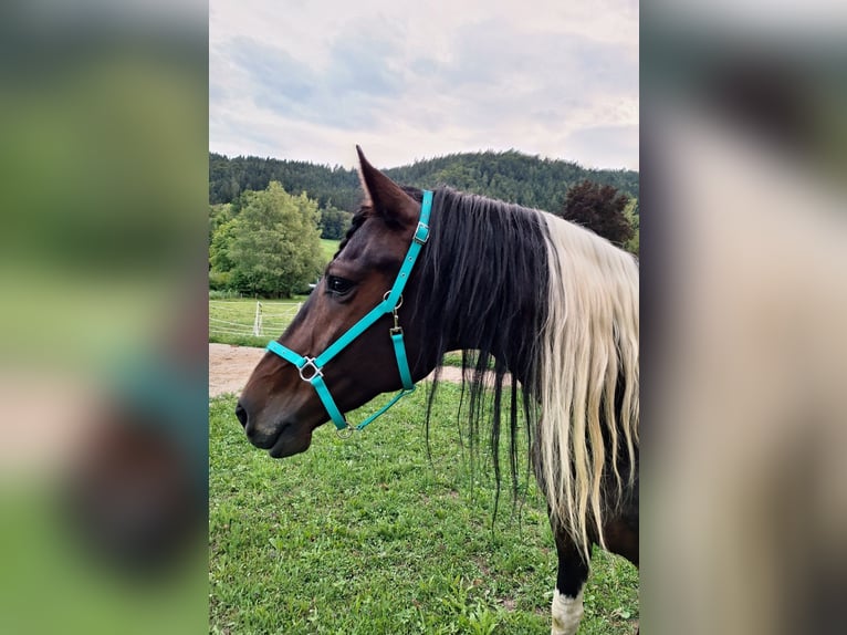 Baroque Pinto Gelding 8 years 17,1 hh Pinto in Moosburg