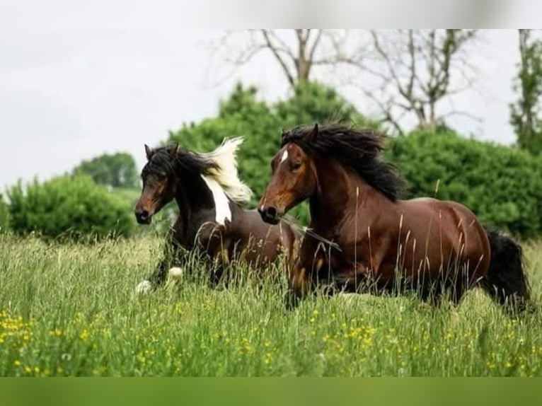 Baroque Pinto Gelding 8 years 17,1 hh Pinto in Moosburg