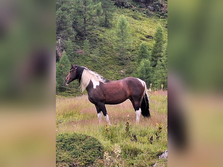 Baroque Pinto Gelding 8 years 17,1 hh Pinto in Moosburg