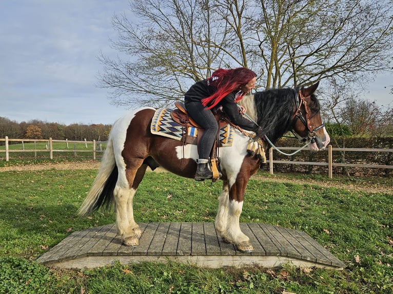 Baroque Pinto Gelding 9 years 14,2 hh Pinto in Linkenbach