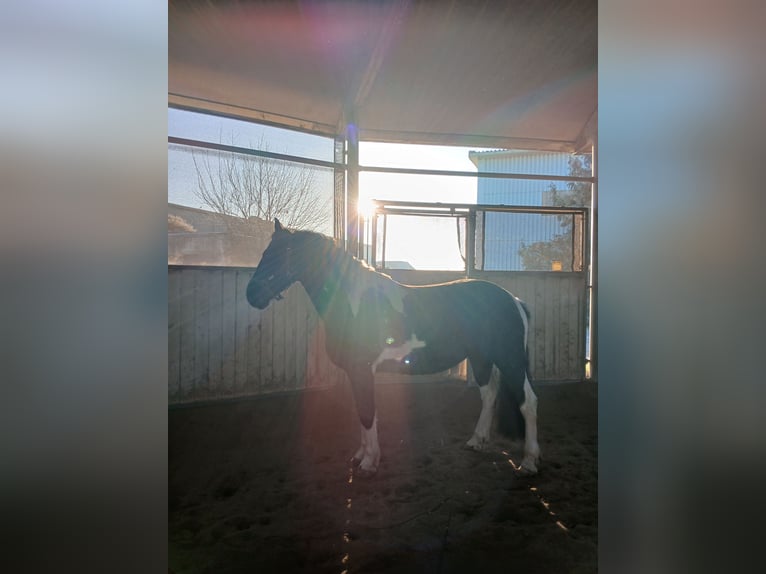 Baroque Pinto Mix Gelding 9 years 14.3 hh Pinto in Mannheim
