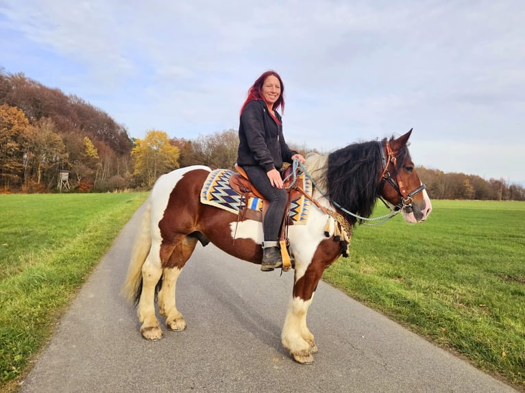 Baroque Pinto Gelding 9 years 14,2 hh Pinto in Linkenbach