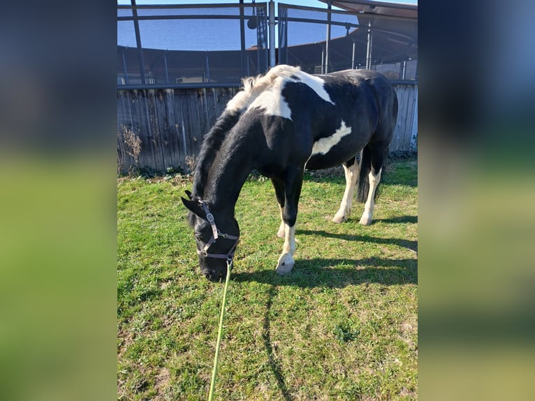Baroque Pinto Mix Gelding 9 years 14,3 hh Pinto in Mannheim
