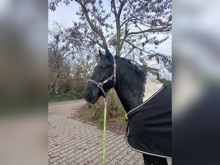 Baroque Pinto Mix Gelding 9 years 14,3 hh Pinto in Mannheim