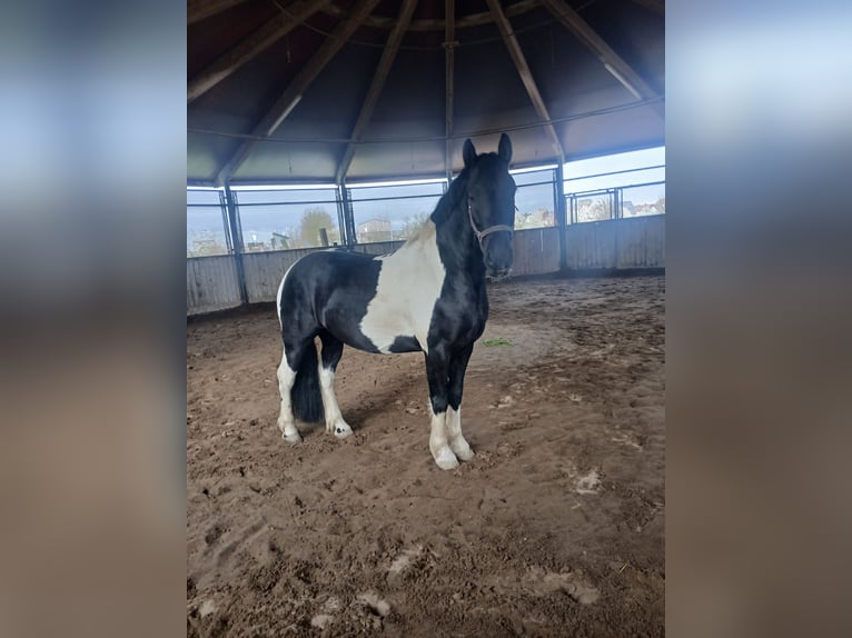 Baroque Pinto Mix Gelding 9 years 14,3 hh Pinto in Mannheim