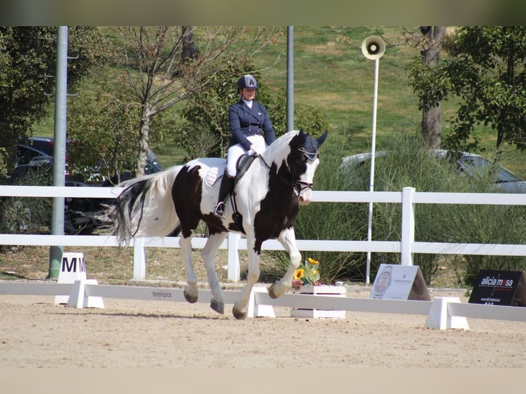 Baroque Pinto Gelding 9 years 16,2 hh Pinto in Cazalegas (Pueblo)