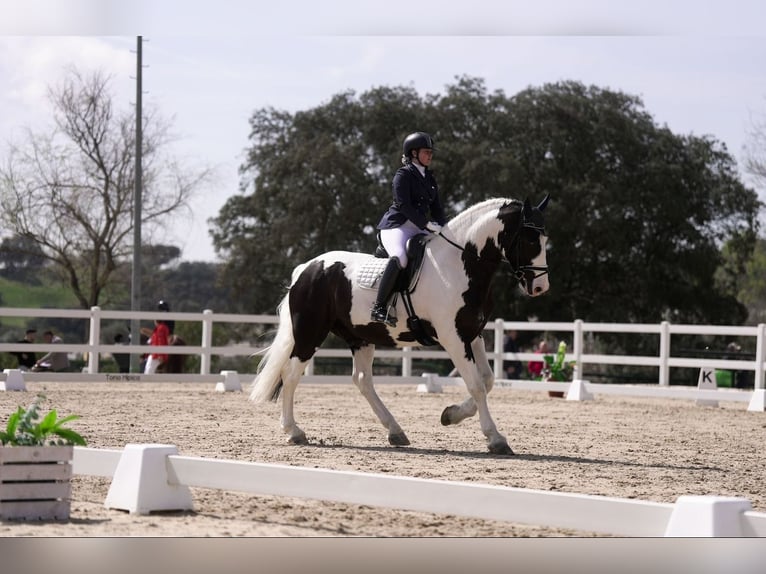 Baroque Pinto Gelding 9 years 16,2 hh Pinto in Cazalegas (Pueblo)