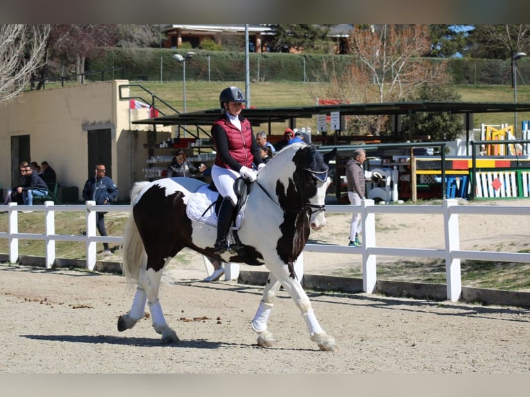 Baroque Pinto Gelding 9 years 16,2 hh Pinto in Cazalegas (Pueblo)