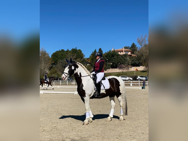 Baroque Pinto Gelding 9 years 16,2 hh Pinto in Cazalegas (Pueblo)