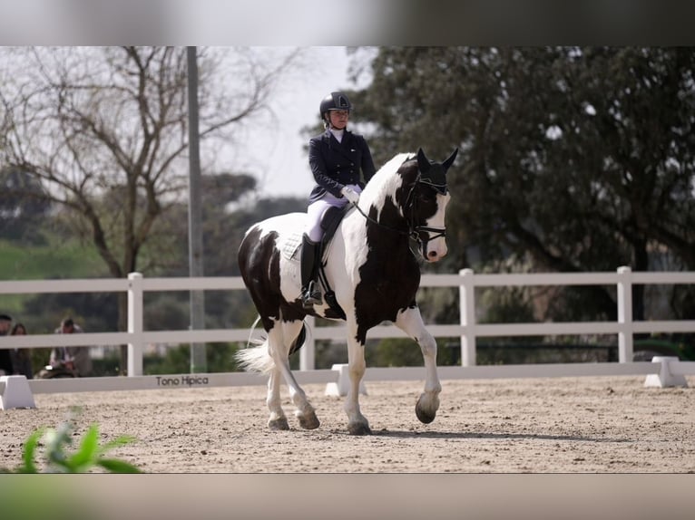 Baroque Pinto Gelding 9 years 16,2 hh Pinto in Cazalegas (Pueblo)