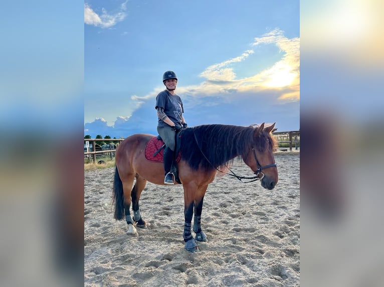 Baroque Pinto Mix Gelding 9 years 17 hh Brown in Mönchengladbach