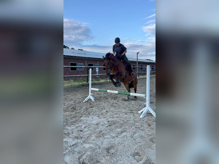 Baroque Pinto Mix Gelding 9 years 17 hh Brown in Mönchengladbach