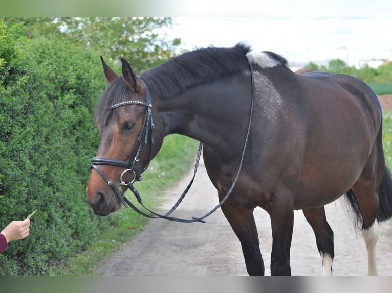 Baroque Pinto Mare 10 years 15,2 hh Brown in Zolling