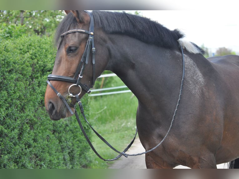 Baroque Pinto Mare 10 years 15,2 hh Brown in Zolling