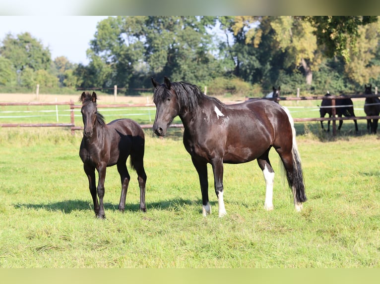 Baroque Pinto Mare 10 years 15.2 hh Pinto in Stadthagen