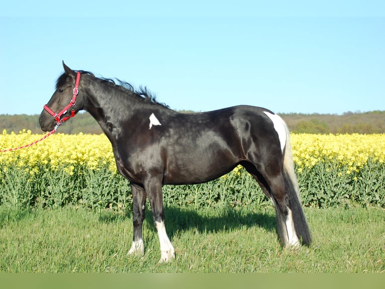 Baroque Pinto Mare 10 years 15.2 hh Pinto in Stadthagen